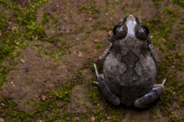 Arthroleptis stenodactylus