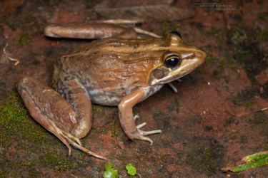 Amietia delalandii