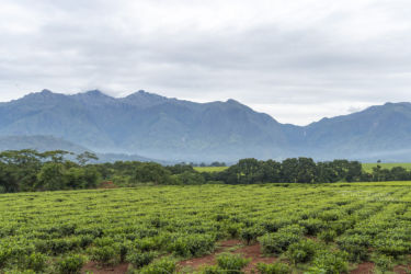 Mulanje mountain