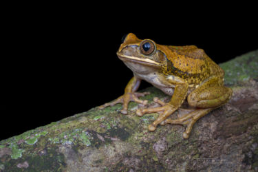 Leptopelis flavomaculatus