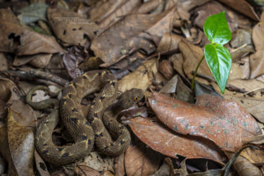 Atheris mabuensis