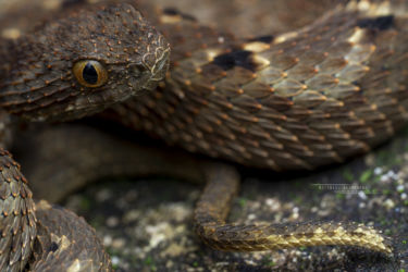 Atheris mabuensis