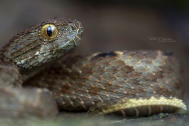 Atheris mabuensis