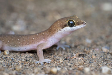 Pachydactylus punctatus