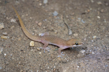 Pachydactylus punctatus