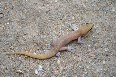 Pachydactylus punctatus