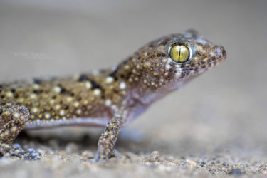 Chondrodactylus laevigatus