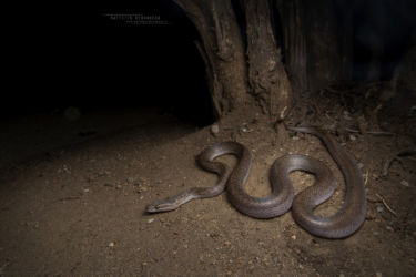 Boaedon capensis