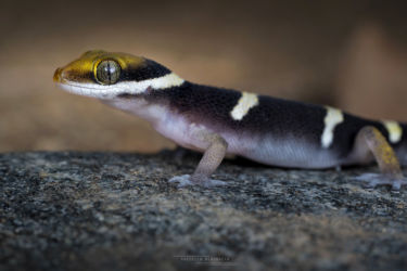 Pachydactylus oshaughnessyi