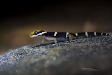 Pachydactylus oshaughnessyi