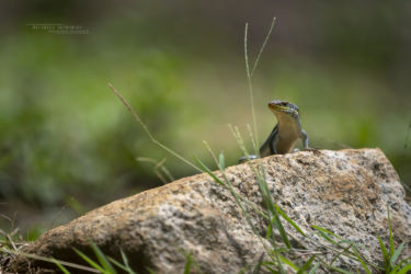 Trachylepis margaritifera