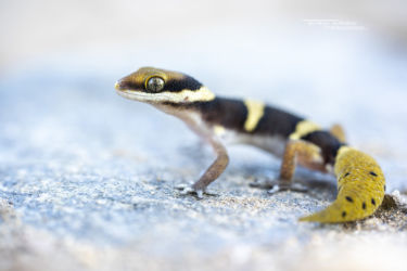 Pachydactylus oshaughnessyi