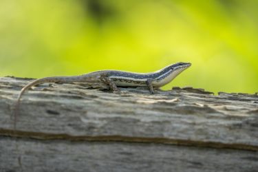 Trachylepis varia