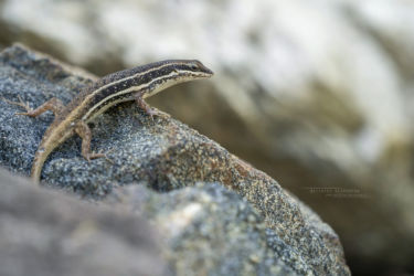 Trachylepis varia