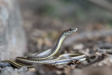 Psammophis orientalis