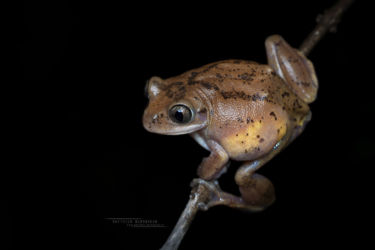 Leptopelis broadleyi