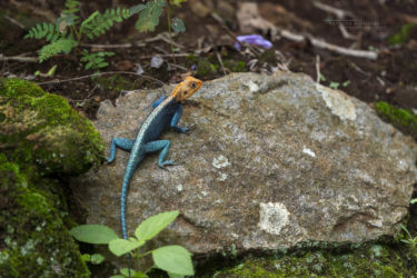 Agama kirkii