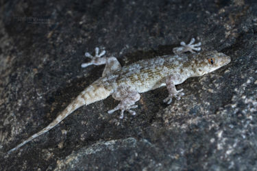 Elasmodactylus tetensis