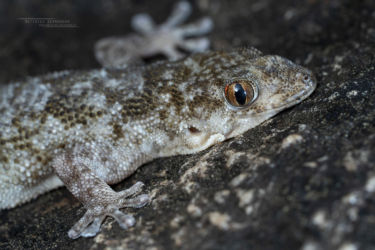 Elasmodactylus tetensis