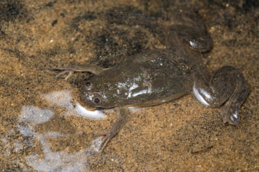 Xenopus laevis