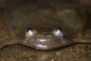 Xenopus laevis