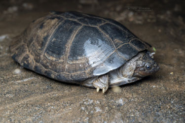 Pelusios rhodesianus