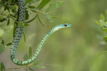 Philothamnus semivariegatus