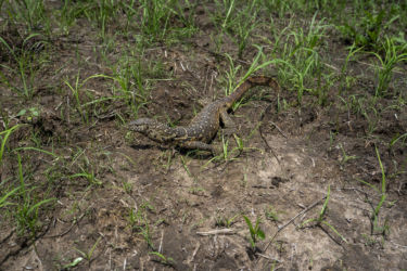 Varanus niloticus