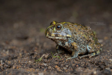 Pyxicephalus edulis