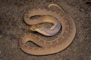 Dasypeltis medici