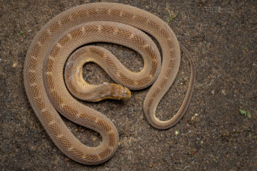 Dasypeltis medici