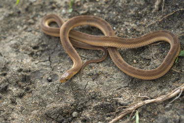 Dasypeltis medici