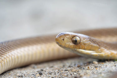 Dasypeltis medici