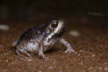 Breviceps fichus