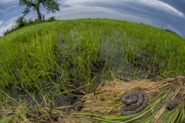 Proatheris superciliaris typical habitat