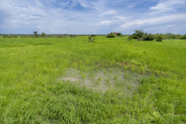 Proatheris superciliaris typical habitat