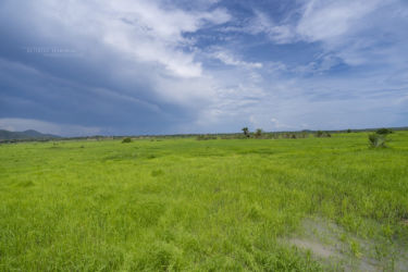 Proatheris superciliaris typical habitat