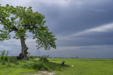 Proatheris superciliaris typical habitat