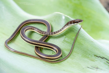 Psammophis orientalis