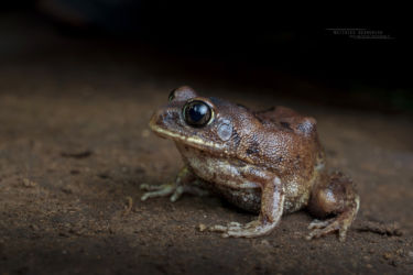 Leptopelis bocagii