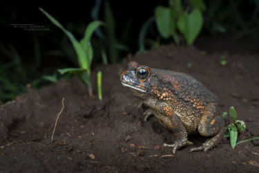 Sclerophrys pusilla