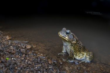 Sclerophrys pusilla