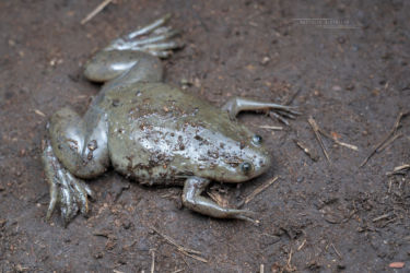 Xenopus laevis