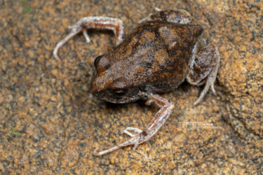 Arthroleptis stenodactylus