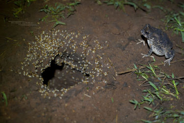 Sclerophrys pusilla