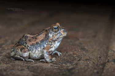 Tomopterna marmorata