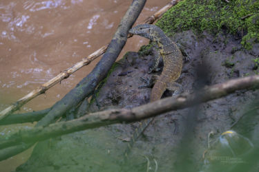 Varanus niloticus