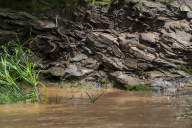 Varanus niloticus