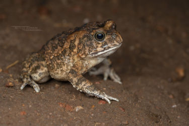 Sclerophrys gutturalis