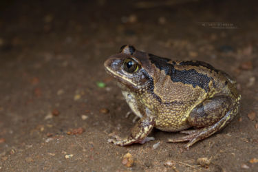 Leptopelis bocagii